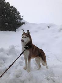 Husky per monta