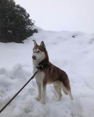Husky per monta