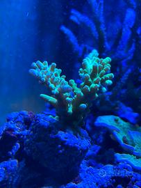 Talea acquario marino Acropora verde fluo