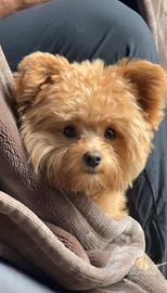 CUCCIOLI di Pomapoo taglia TOY