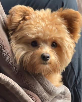 CUCCIOLI di Pomapoo taglia TOY