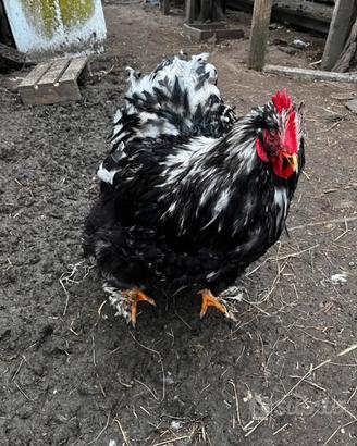 Galli Concincina Gigante