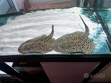 Potamotrygon. Jabuti 35 cm