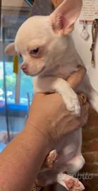 Cuccioli chihuahua