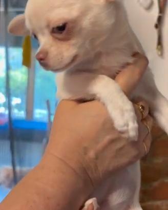 Cuccioli chihuahua