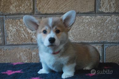 Cuccioli Corgi Sardegna