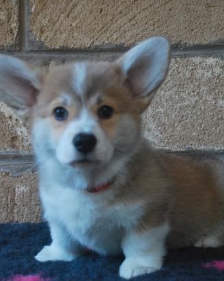 Cuccioli Corgi Sardegna