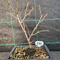 Bonsai di Ciliegio Giapponese P. The Bride 120