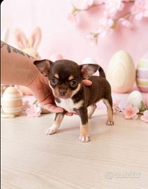 Femminuccia Pedigree ENCI