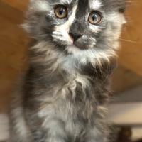 Maine Coon