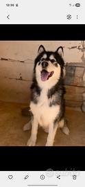 Alaska malamute