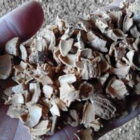 NOCCIOLINO, SANSA E GUSCIO DI MANDORLA
