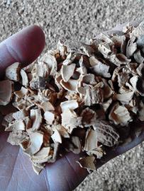 NOCCIOLINO, SANSA E GUSCIO DI MANDORLA