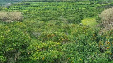 Terreno Agricolo Pace del Mela [TA006VCG]
