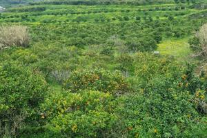 Terreno Agricolo Pace del Mela [TA006VCG]