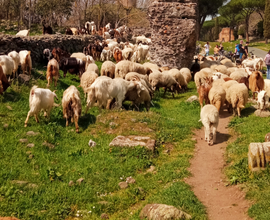 Terreno agricolo con acqua provincia di roma