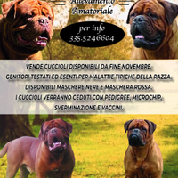 Cuccioli dogue de bordeaux