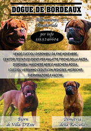 Cuccioli dogue de bordeaux