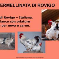 Galline ornamentali di varie razze