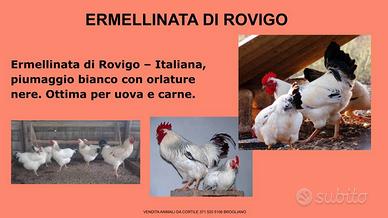 Galline ornamentali di varie razze