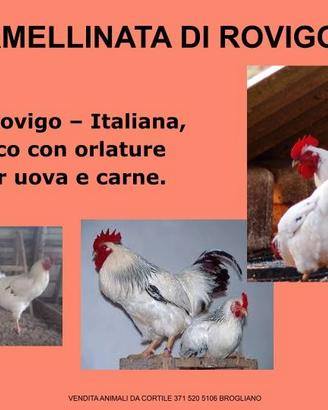 Galline ornamentali di varie razze
