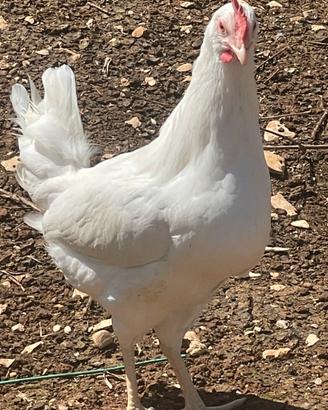 Gallina livornese bianca