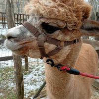 Alpaca Huacaya maschio