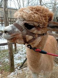 Alpaca Huacaya maschio