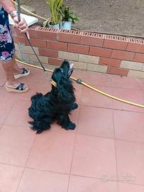 Cane di razza (Cocker) in salute