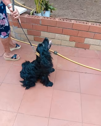 Cane di razza (Cocker) in salute