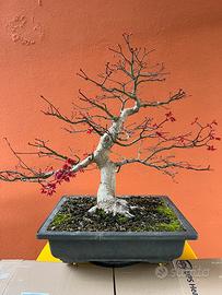Bonsai Acero Deshojo