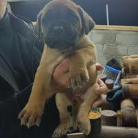 Cuccioli cane corso