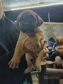 Cuccioli cane corso