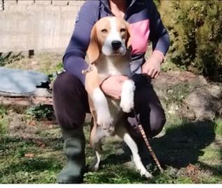 Beagle tricolore rimborso spese
