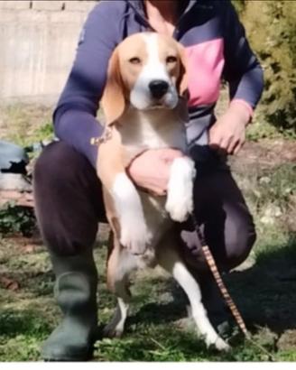 Beagle tricolore rimborso spese