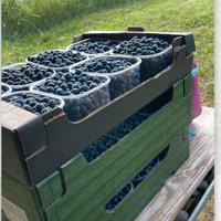 Terreno piantumato mirtilli giganti americani