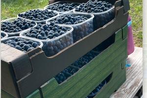 Terreno piantumato mirtilli giganti americani