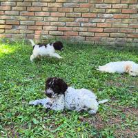 Cuccioli lagotto romagnolo