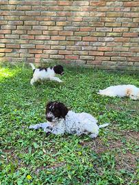Cuccioli lagotto romagnolo