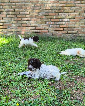Cuccioli lagotto romagnolo