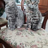 Main Coon