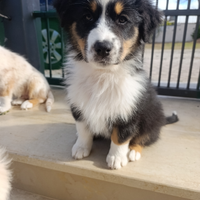 Cucciola di Pastore Australiano con Pedigree