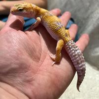 Geco leopardino