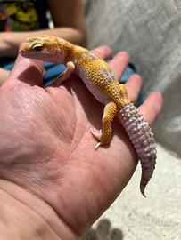 Geco leopardino