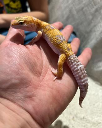 Geco leopardino