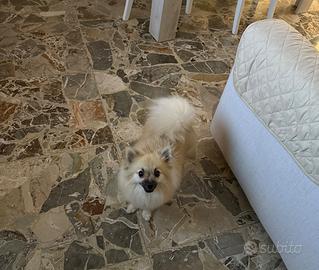 Cucciola di Spitz tedesco