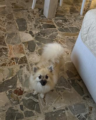 Cucciola di Spitz tedesco