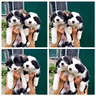 cuccioli-border-collie-con-pedigree
