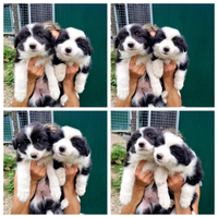 Cuccioli border collie con pedigree