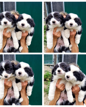 Cuccioli border collie con pedigree